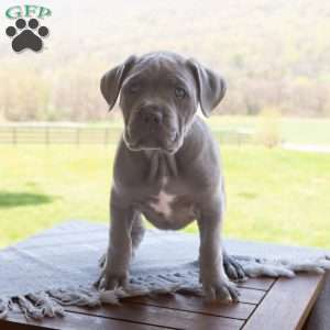 Keira, Cane Corso Puppy